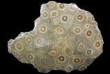 Polished Fossil Coral (Actinocyathus) Head - Morocco #72336-1